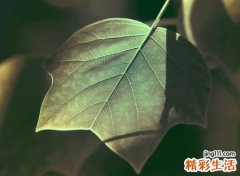 失恋伤感想要放弃的伤感昵称，为情所伤难以自拔的痛心网名