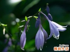 最虐心的伤感微信名字，心被伤透了的qq个性网名