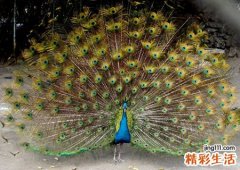 梦见孔雀开屏是什么意思，做梦梦到孔雀是胎梦吗