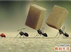 房间有蚂蚁是什么征兆