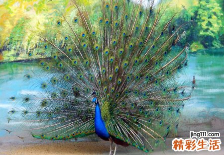 梦见孔雀开屏有什么预兆，女人梦见孔雀预示什么