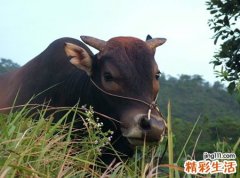 梦见牛是什么意思，梦到被牛追赶一直逃跑