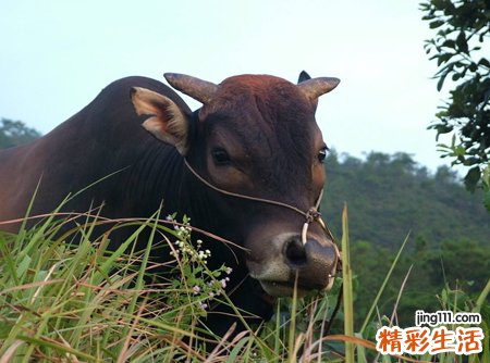 梦见牛是什么意思，梦到被牛追赶一直逃跑