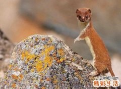 白天看见黄鼠狼有什么预兆，黄鼠狼看人要发财吗