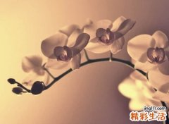 孤独冰冷的抖音个性名字，忧伤很火的网名