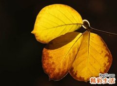 忧郁苦涩的快手孤独名字，有吸引力的伤感低调网名