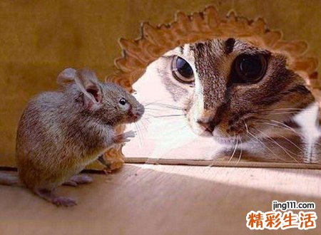 老鼠进了卧室的征兆