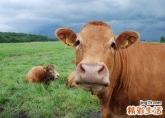 女人梦到牛预示着什么，梦见牛要顶我我躲开了