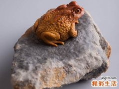 梦见金蟾是什么意思，做梦梦到活的大金蟾是金色的