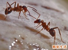 家里突然出现很多蚂蚁有什么预兆