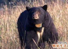 梦见黑熊是什么意思，孕妇梦见大黑熊是胎梦吗