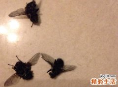 梦见很多苍蝇是什么意思，女人梦见成群的苍蝇