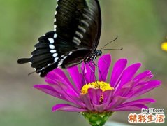 梦见黑蝴蝶是什么意思，做梦梦到黑蝴蝶落在我身上