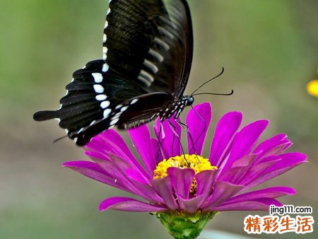 梦见黑蝴蝶是什么意思，做梦梦到黑蝴蝶落在我身上