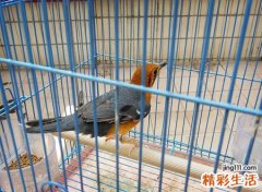 大清早家里来鸟好吗