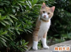 猫跟着你走是福气吗