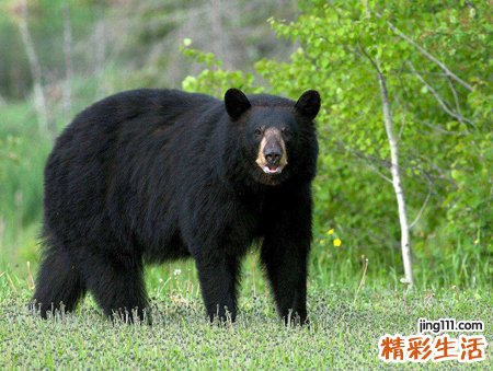 梦见黑熊扑向自己有什么预兆，女人梦见大黑熊