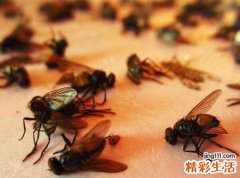 梦见很多苍蝇好不好，做梦梦到苍蝇成群密密麻麻