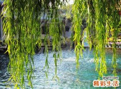 自家庭院种什么树最好