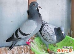 一只鸽子飞进家有什么预兆