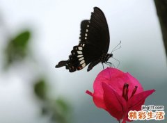 梦见黑蝴蝶是意味什么，做梦梦到黑蝴蝶进屋是什么意思