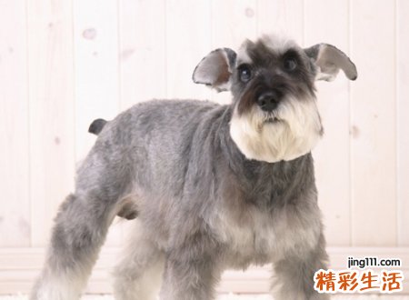 家门口来了一只狗预示