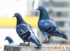 家里来鸽子的预兆