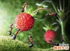 家里突然很多蚂蚁是什么预兆