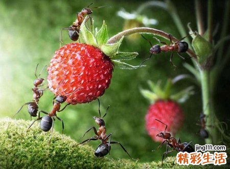 家里突然很多蚂蚁是什么预兆