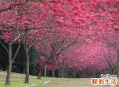 温婉雅致的个性昵称，古风韵味的五个字微信网名