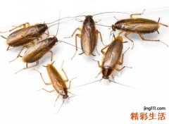 家里出现蟑螂风水预示