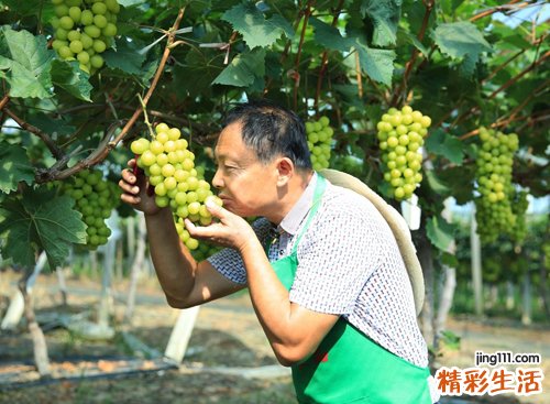 龙鼻是什么样的鼻子