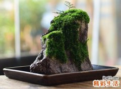 吸水石放哪个位置招财