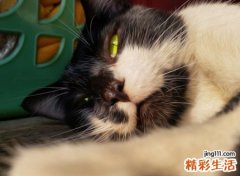 可爱的古风森系猫网名，复古有深意的微信昵称