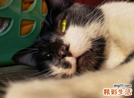 可爱的古风森系猫网名，复古有深意的微信昵称