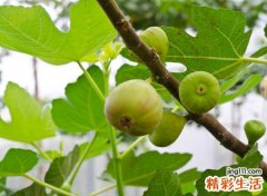 无花果树能旺风水吗