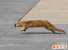 碰到黄鼠狼预示着什么