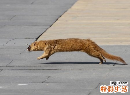 碰到黄鼠狼预示着什么