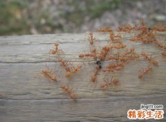 家里出现蚂蚁预示什么