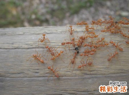 家里出现蚂蚁预示什么