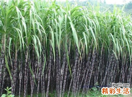 梦见甘蔗又粗又长好不好，女人梦见好多甘蔗
