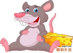 梦见小耗子好不好，鼠年梦到老鼠是什么意思