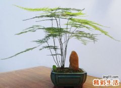 为什么家里不能养文竹