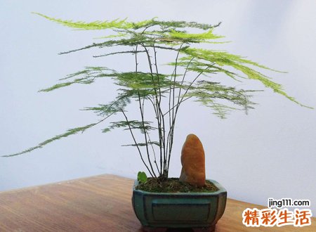 为什么家里不能养文竹