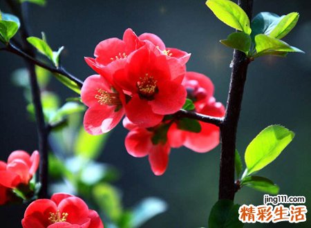 家里养海棠花不吉利吗