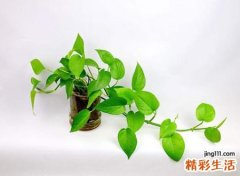 绿萝可以放卧室吗