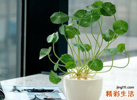 铜钱草摆放禁忌