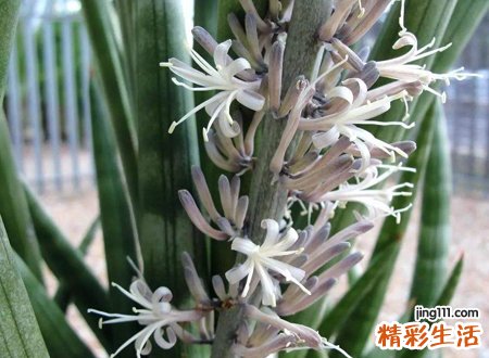 虎皮兰开花不是好兆头