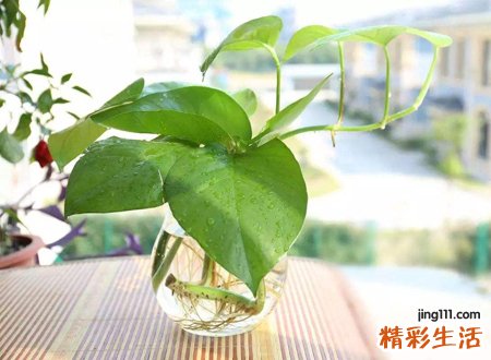 一棵绿萝七个鬼