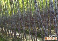 梦见甘蔗是什么意思，女人梦见甘蔗是胎梦吗